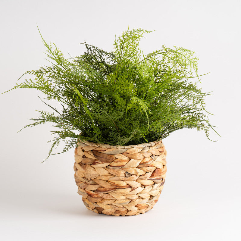 43cm Artificial Fern in Basket